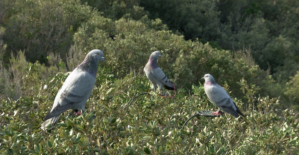 Baratti – caccia al colombaccio 3