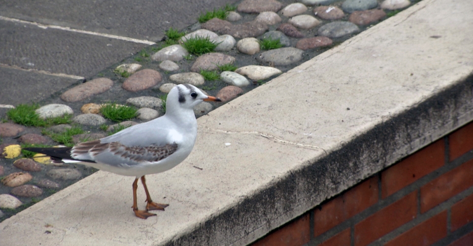 Comacchio – Ambiente e Territorio 6