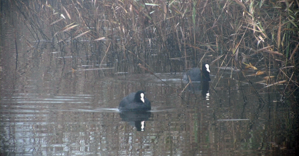 Comacchio – Attivit Venatoria (1)